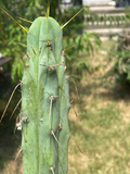 T. Bridgesii  (Bolivian Torch) – Side View