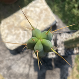 Top View of T. Bridgesii Bolivian Torch