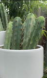 T. Bridgesii (Bolivian Torch) Side View (Pachanoi in background)