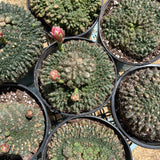 Gymnocalycium Baldianum Cristata