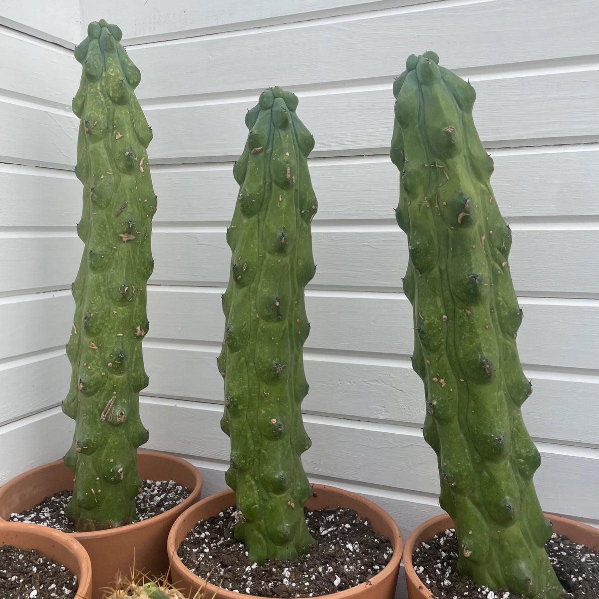 Boobie Cactus – Rooted