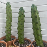 Booby Cactus (Myrtillocactus Geometrizans ‘Fukurokuryuzinboku’)