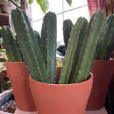 San Pedro Top Cutting (Trichocereus Pachanoi)