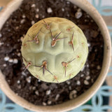 Tephrocactus Geometricus - Two Ball