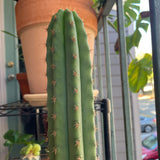 Altman's Longspine