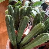 San Pedro Top Cutting (Trichocereus Pachanoi)