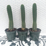 Rooted Texas Torch