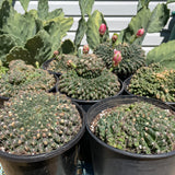 Gymnocalycium Baldianum Cristata