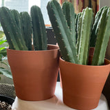 San Pedro Top Cutting (Trichocereus Pachanoi)
