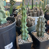 Booby Cactus (Myrtillocactus Geometrizans ‘Fukurokuryuzinboku’)