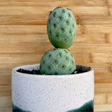 Tephrocactus Geometricus - Two Ball