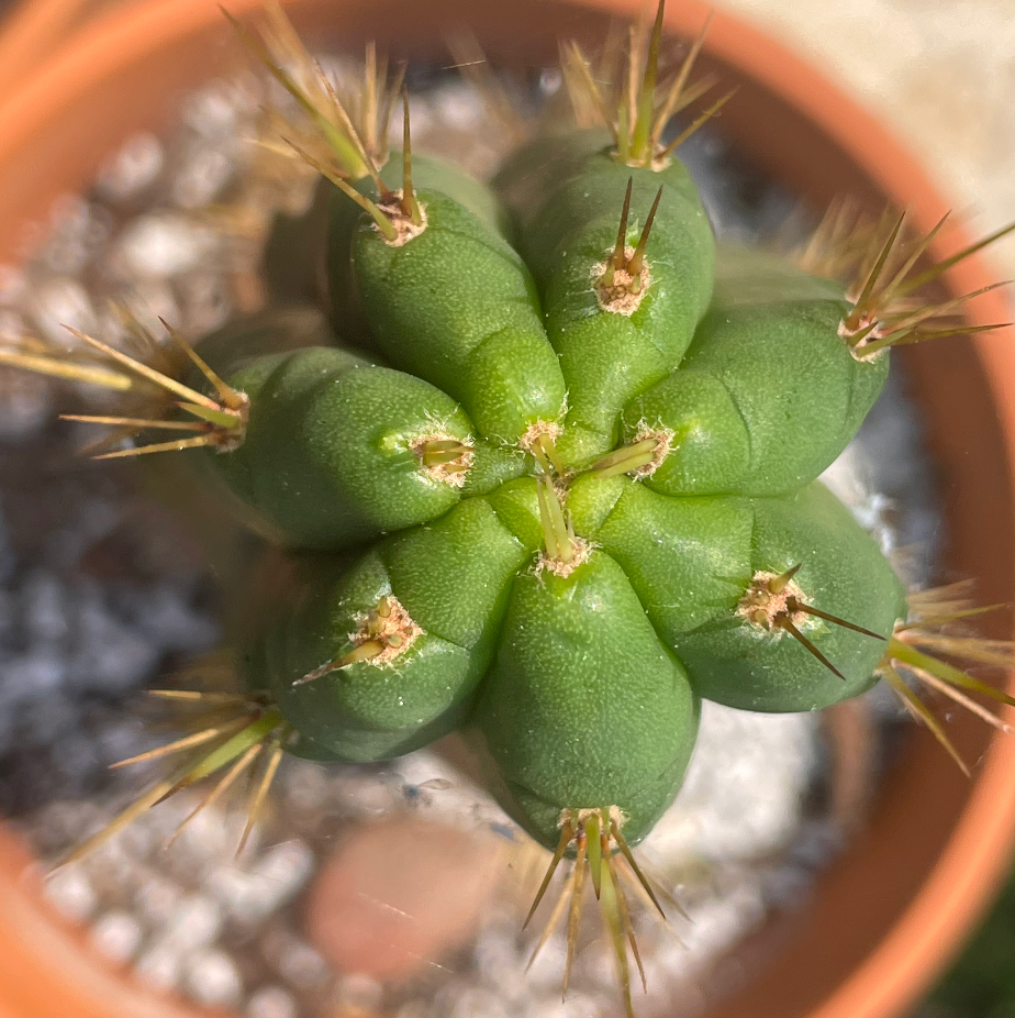 専用 1kg Trichocereus peruvianus /トップカット Tr. peruvianus 専用 1kg Trichocereus peruvianus /トップカット Tr. peruvianus