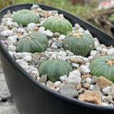 Astrophytum Asterias