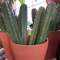 San Pedro Top Cutting - Rooted