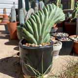 Crested Myrtillocactus Geometrizans