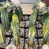 Variegated San Pedro