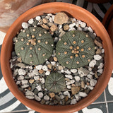 Astrophytum Asterias