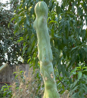 Trichocereus Bridgesii Monstrose ‘Melted Wax’