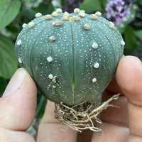 Astrophytum Asterias