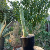 Trichocereus Bridgesii Monstrose ‘Melted Wax’