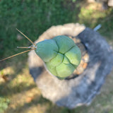 Trichocereus Bridgesii Monstrose ‘Melted Wax’