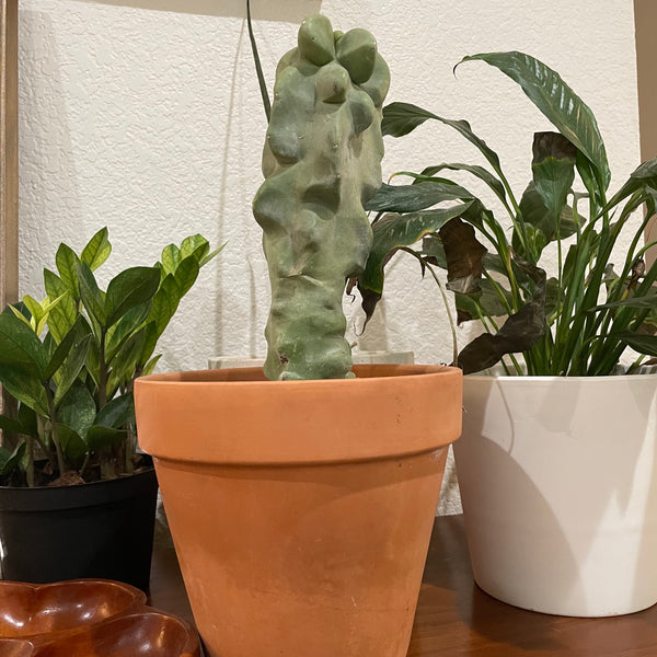 Totem Pole Cactus (Lophocereus Schottii v. Monstrose)